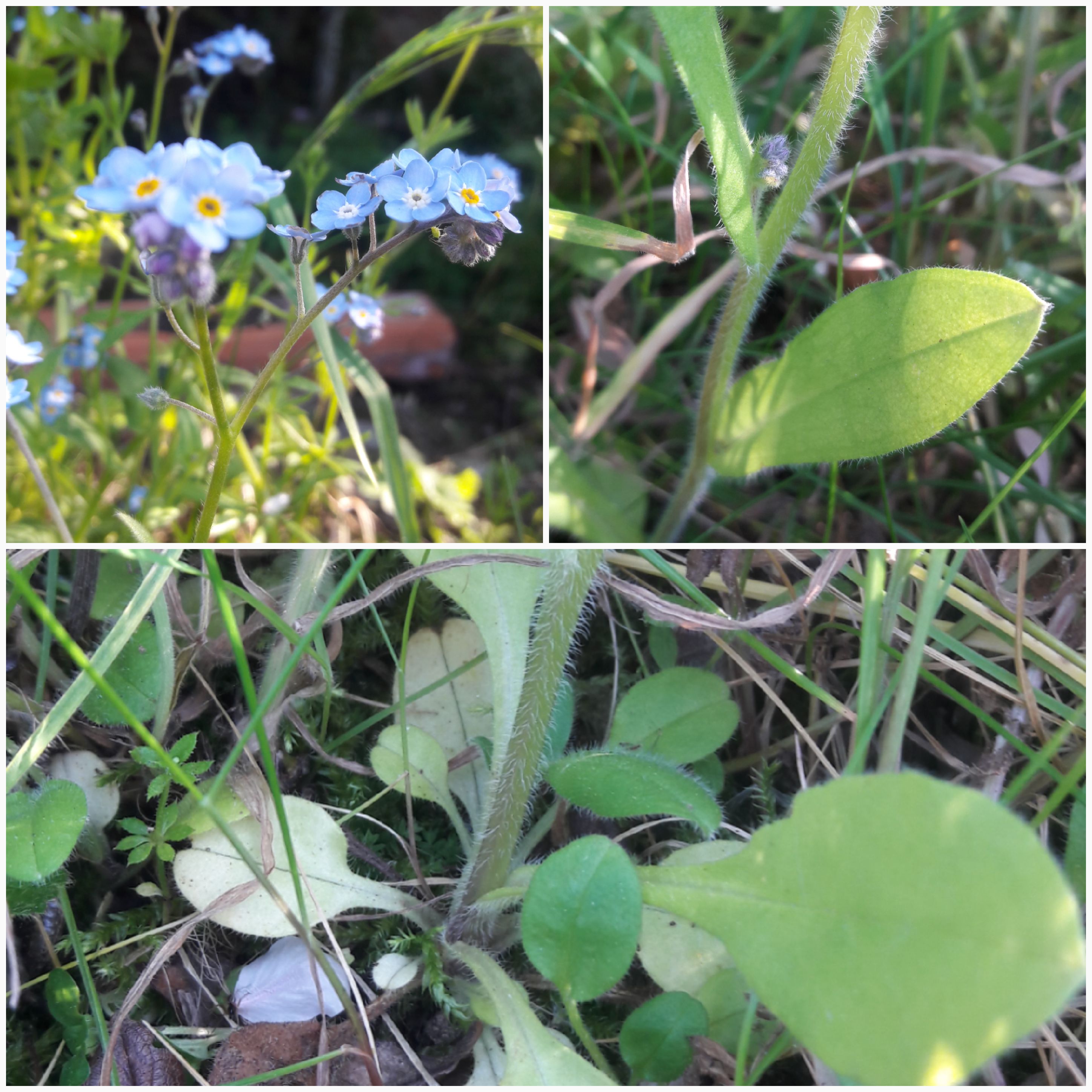 Inflorescence/tige/feuilles