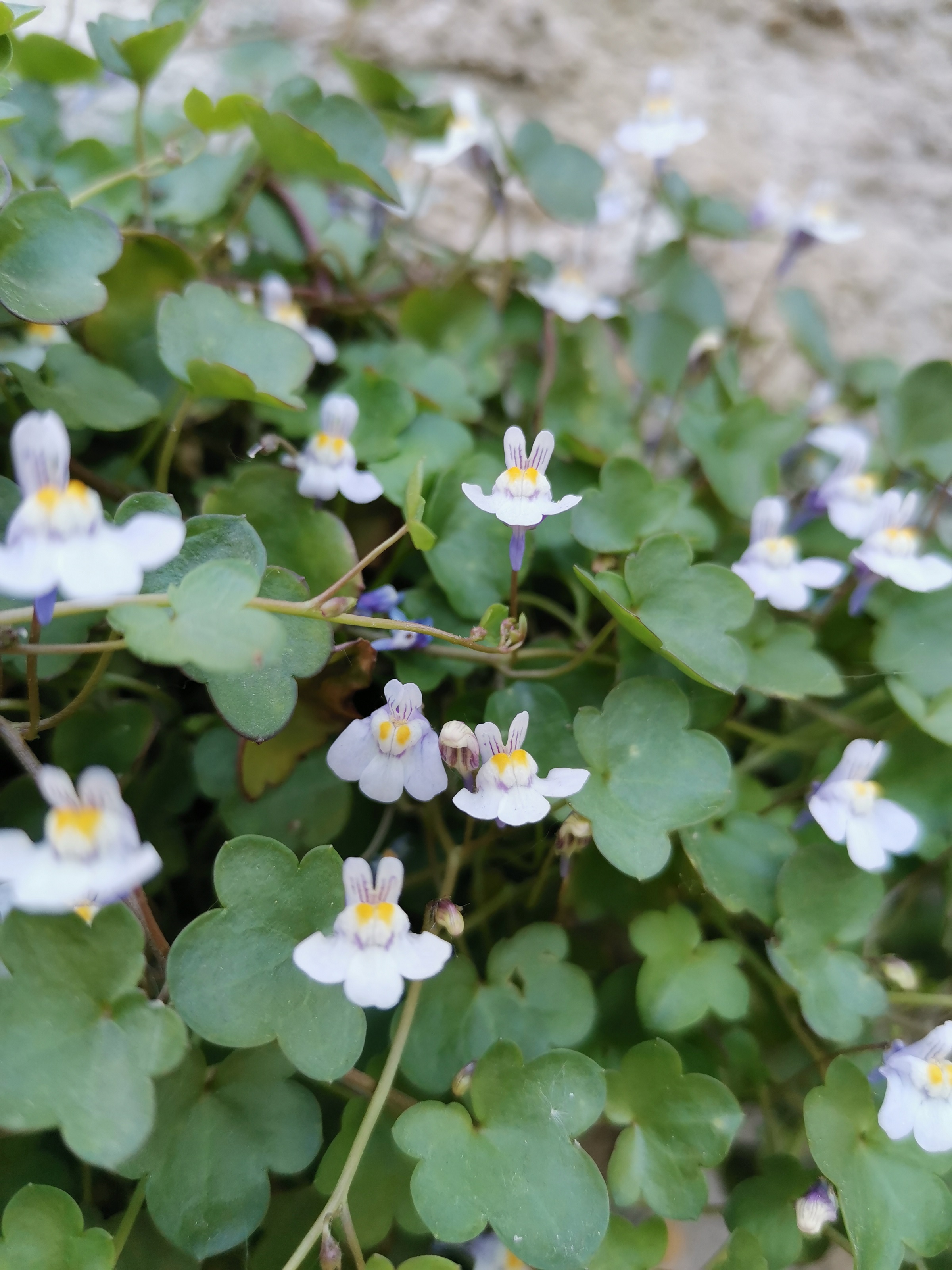 Fleurs de Cymbalaire des murs