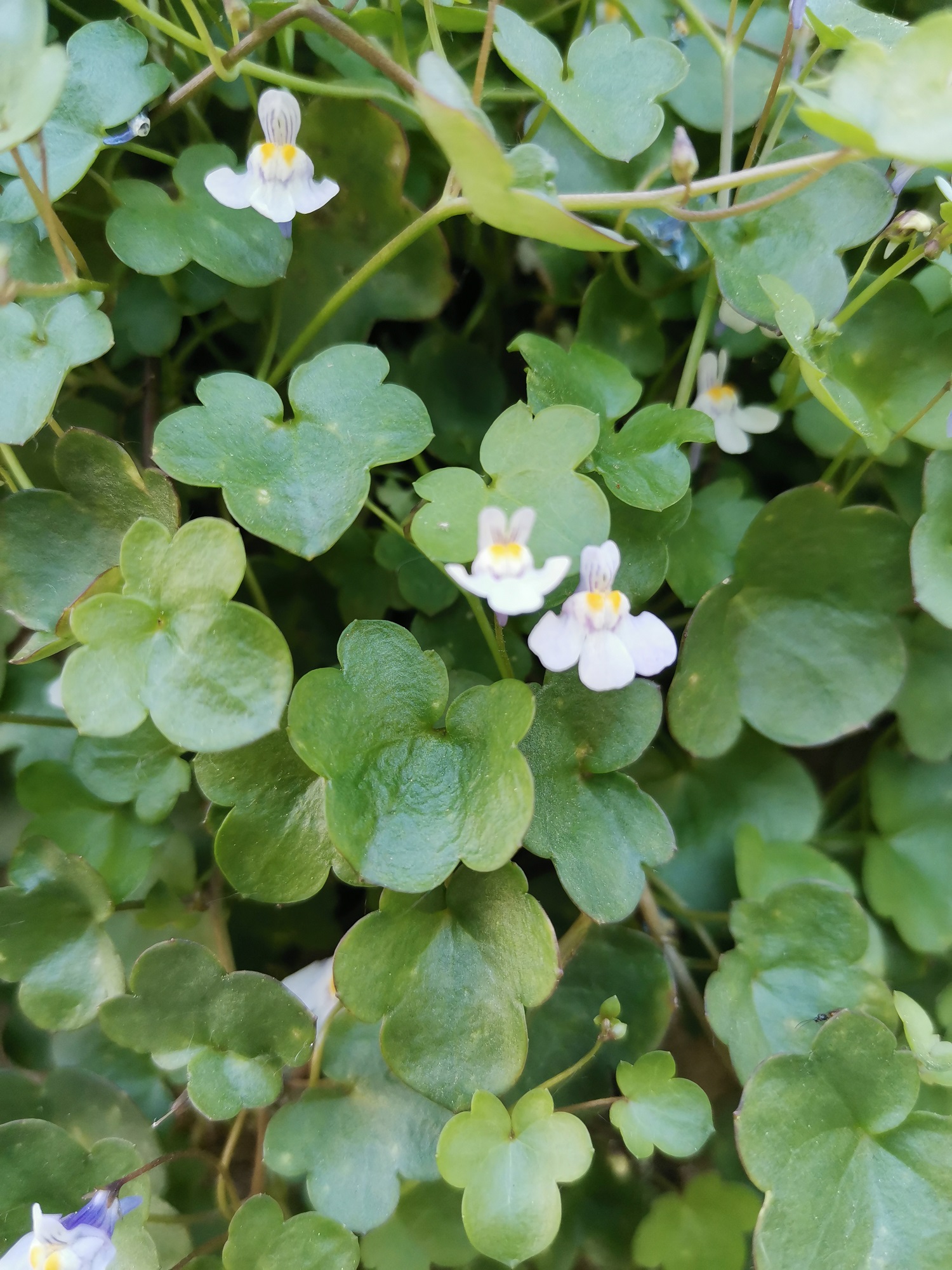 Feuilles de Cymbalaire des murs