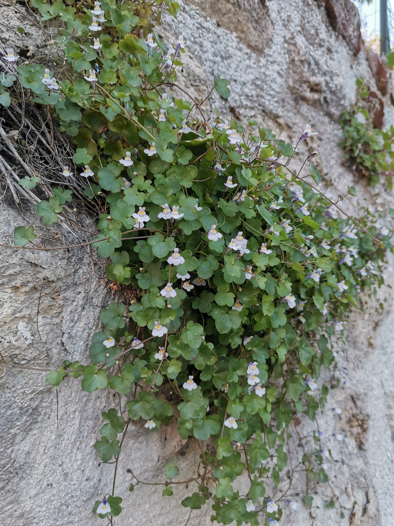 Vue d'ensemble de la Cymbalaire des murs
