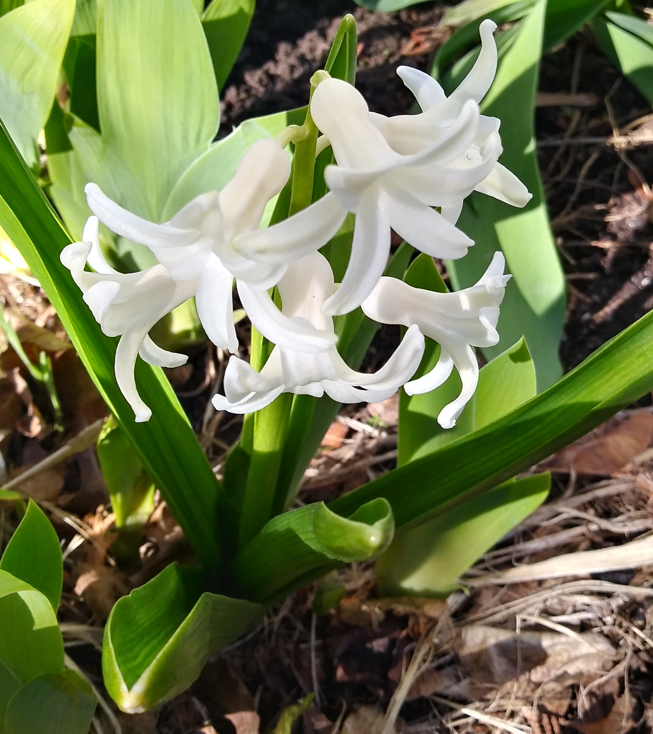 Hyacinthus orientalis vue de haut: ont remarque 6 feuilles étalées ou presque dressées, linéaires-obtuses et canaliculées.