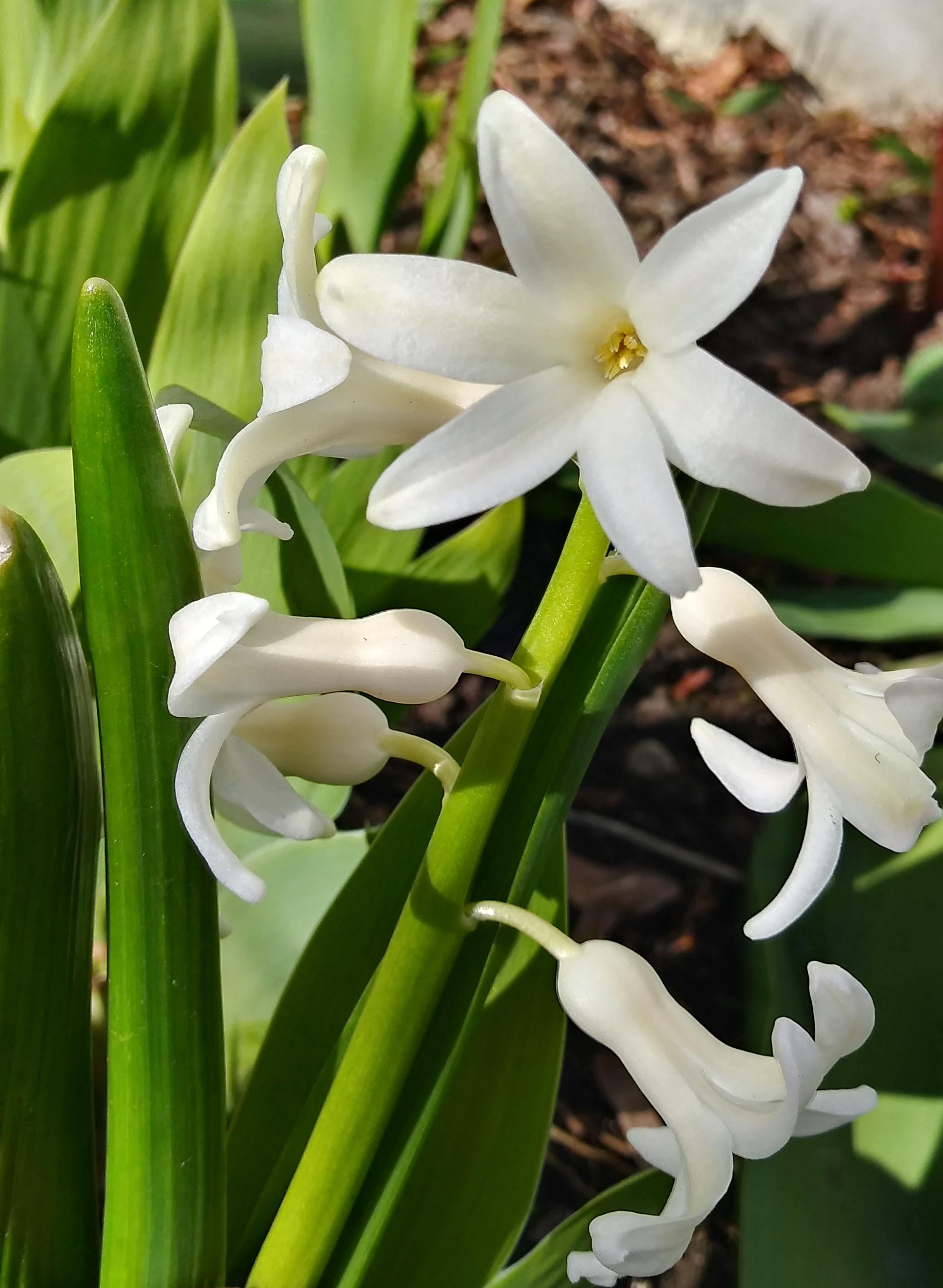 Hyacinthus Orientalis - 5 feuilles vertes canaliculées et 5 fleurs blanches