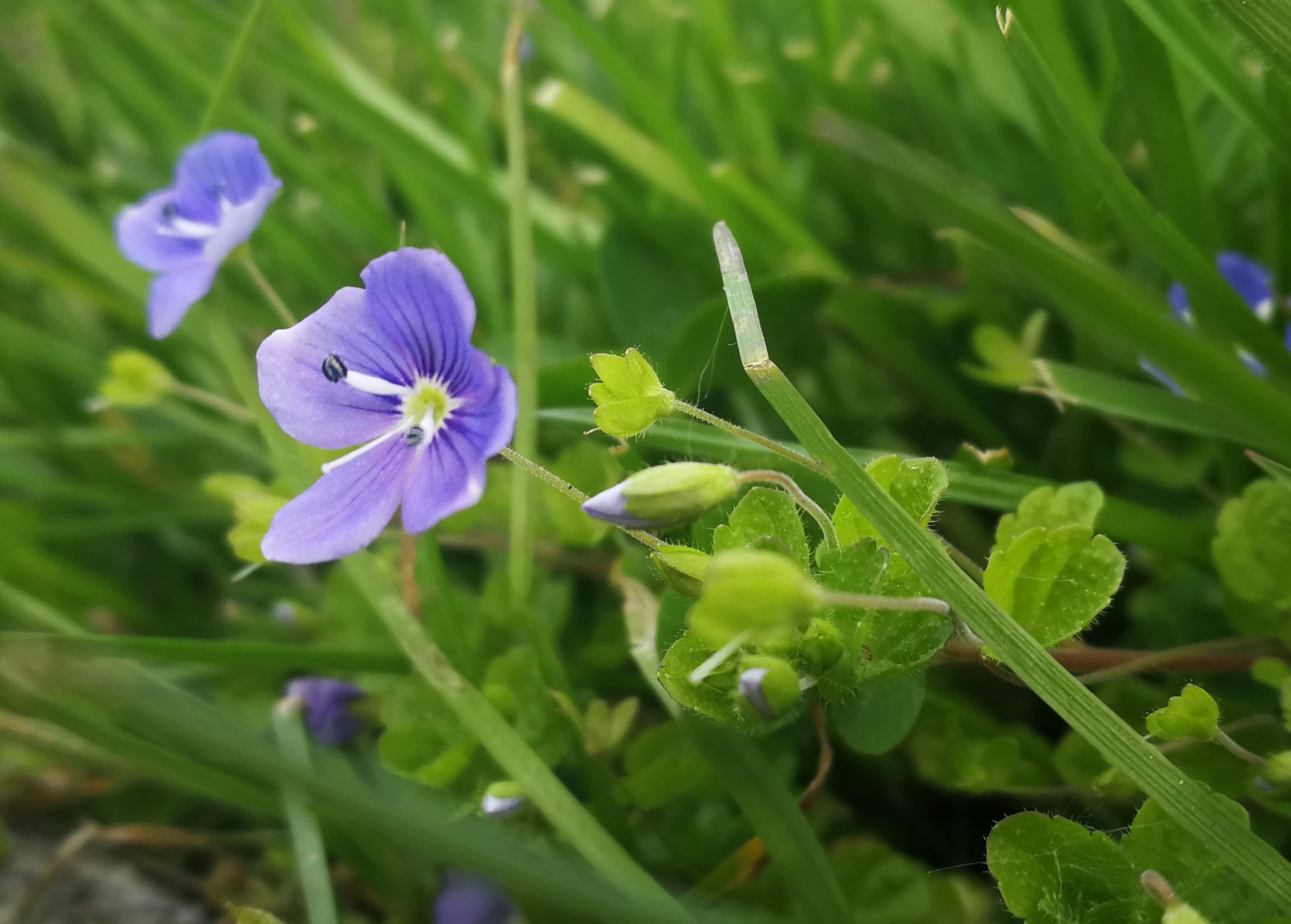 véronica filiformis