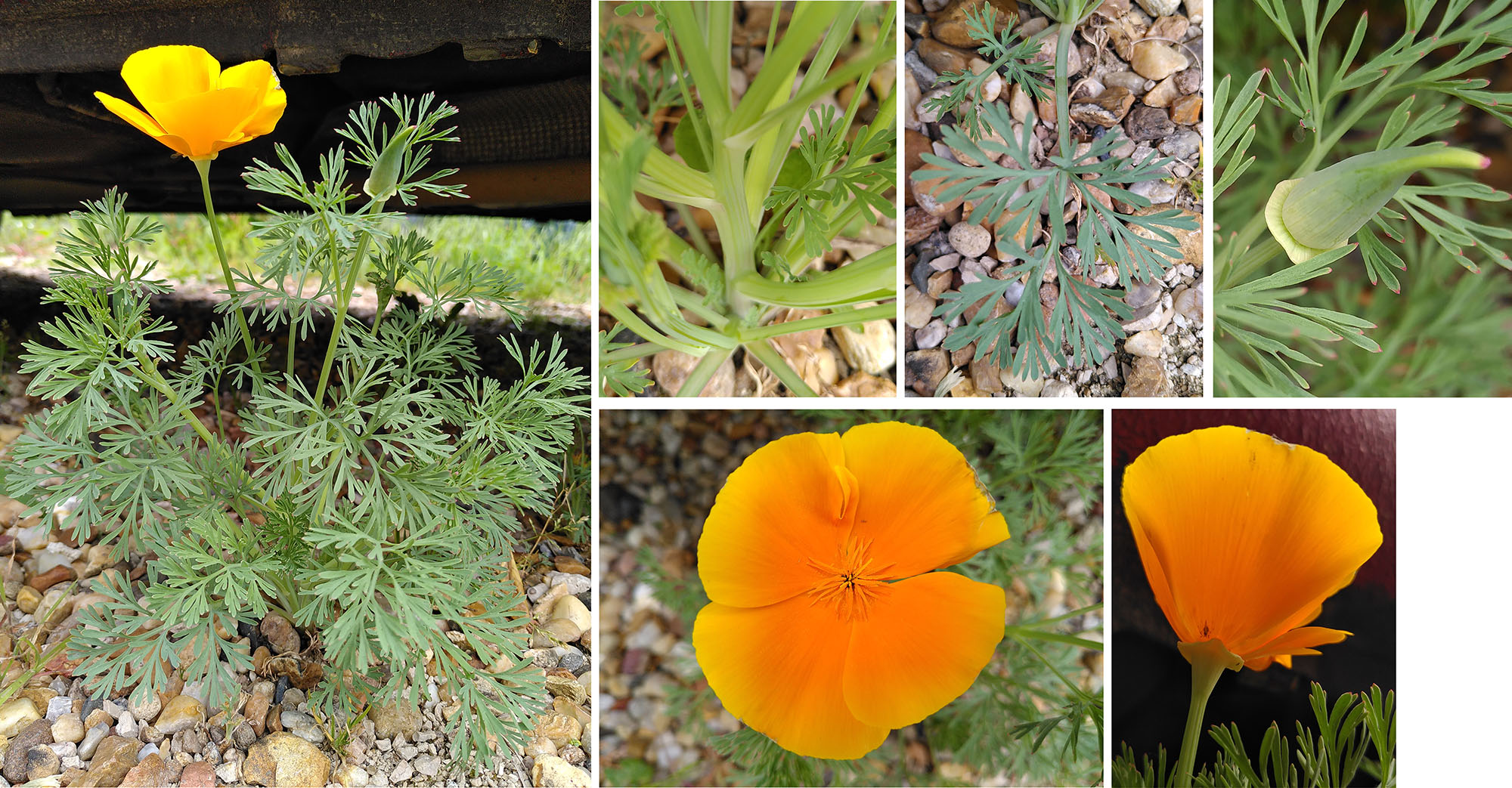 Eschscholzia californica / Pavot de Californie