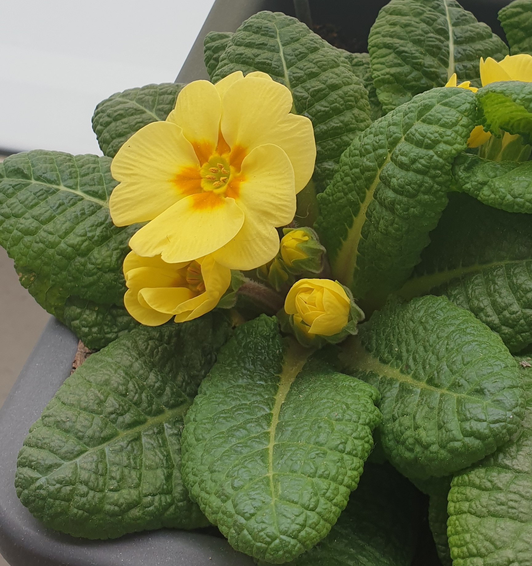 fleure de primevère