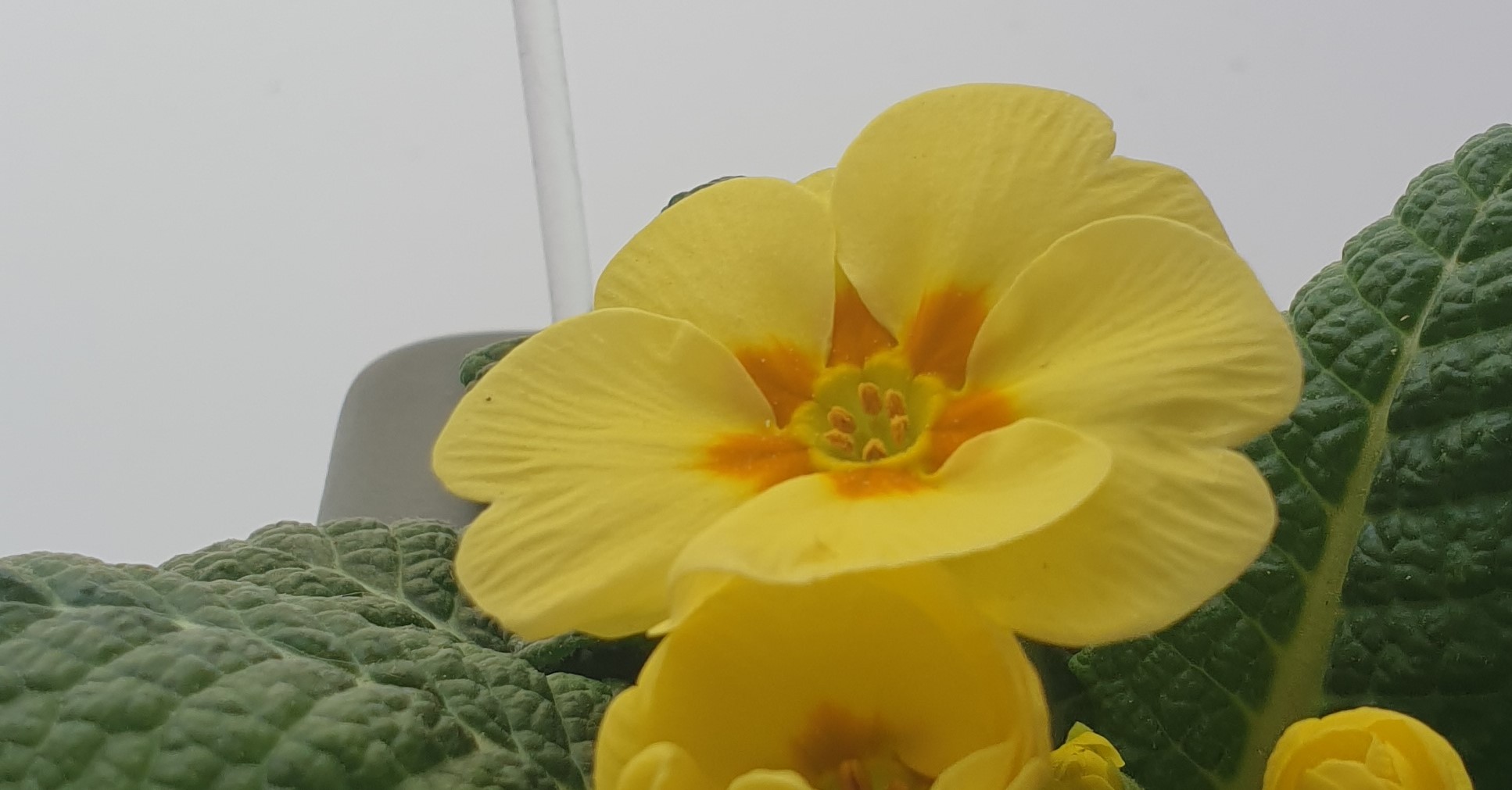 fleure de primevère