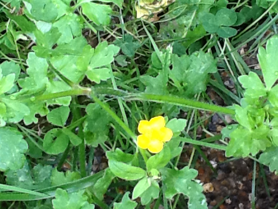 Jolie plante herbacée de mon jardin avec petites fleurs jaunes et avec une tige portant des poils.