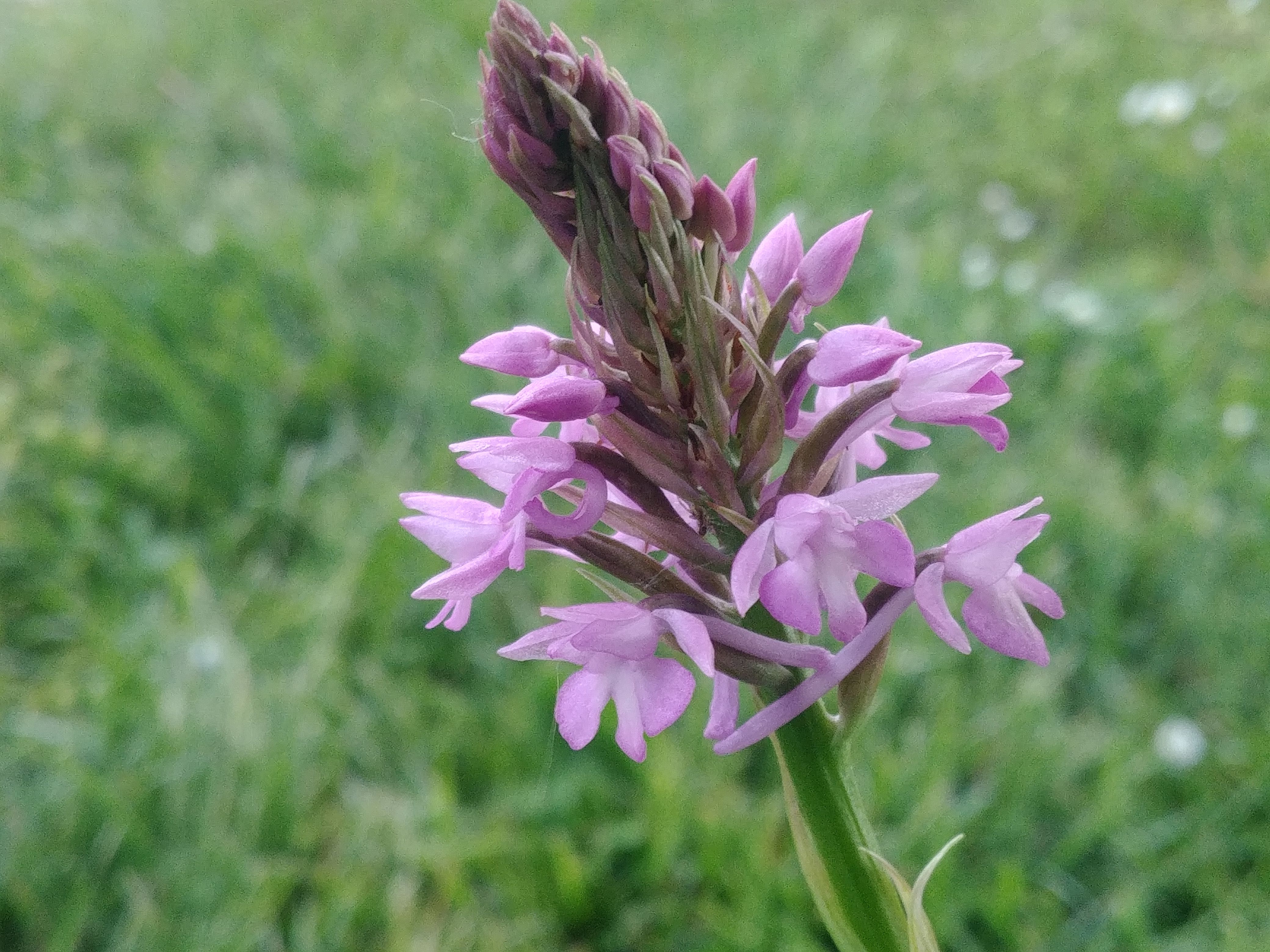 orchis moucheron