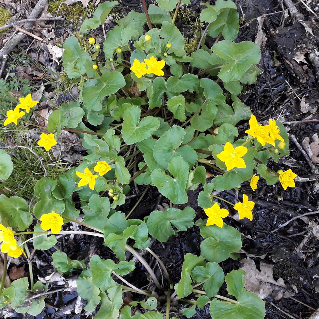 feuilles arrondies petites fleurs jaunes lysimaque nummulaire