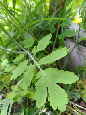 Feuille de la plante chélinoine