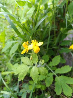 Fleur de la plante chélinoine