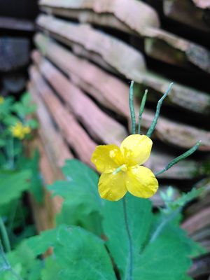 Fleur 2 de la plante chélinoine