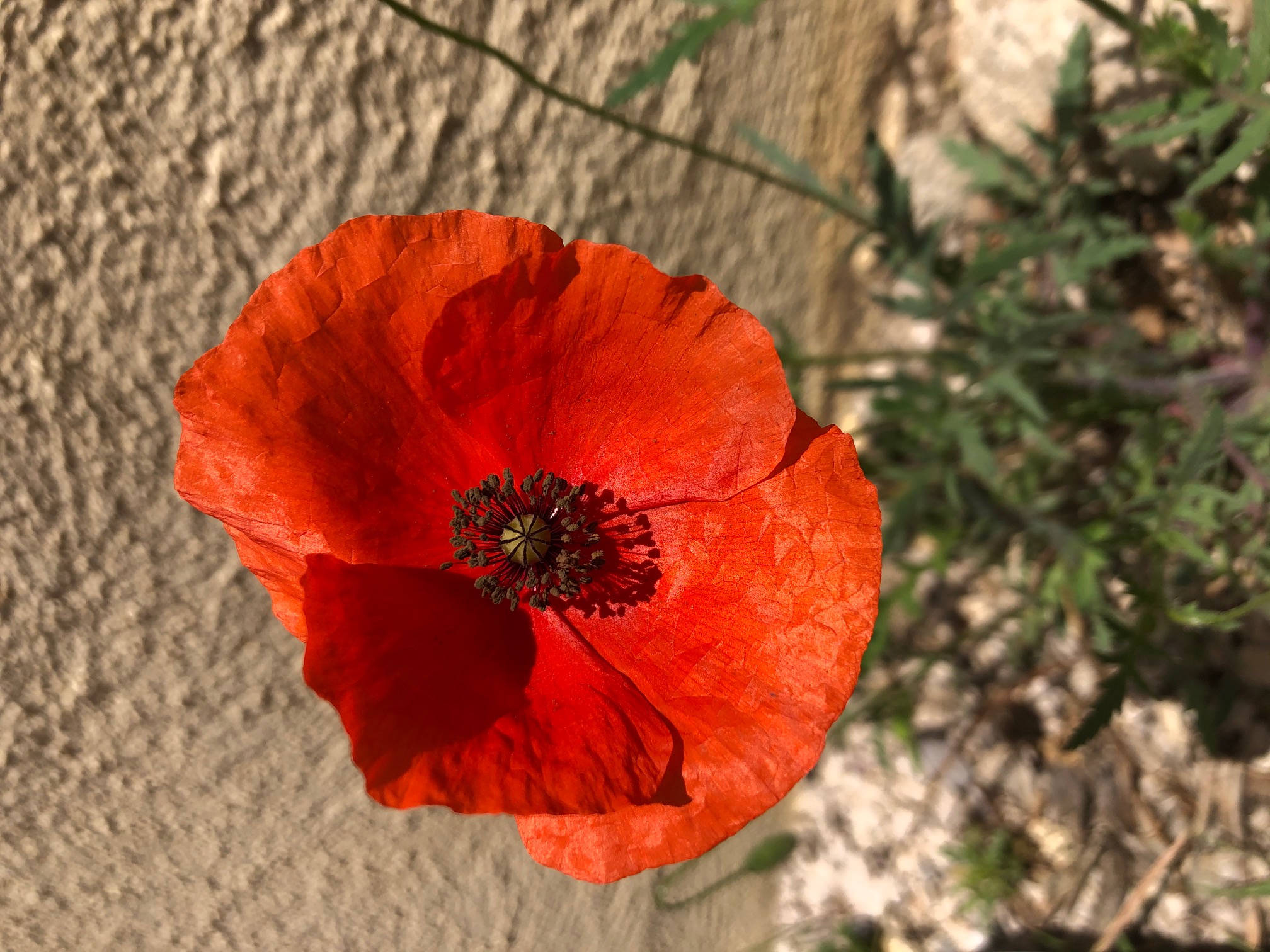 Coquelicot vue globale
