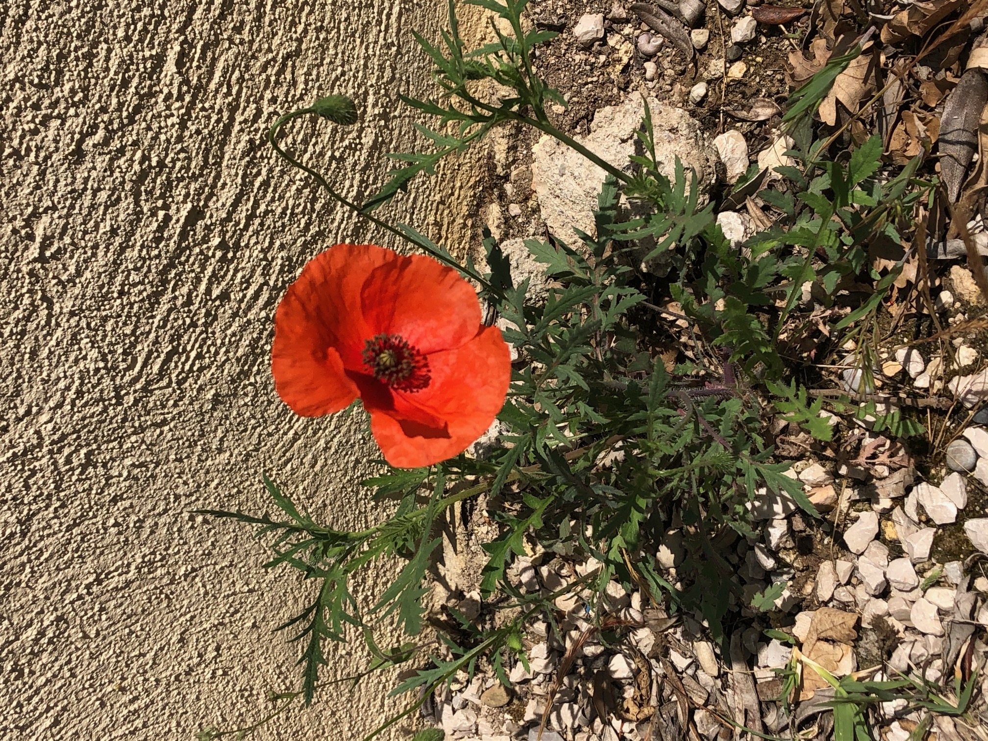 Coquelicot vue globale