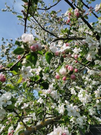 Vue d'ensemble des branches d'un pommier commun en fleurs