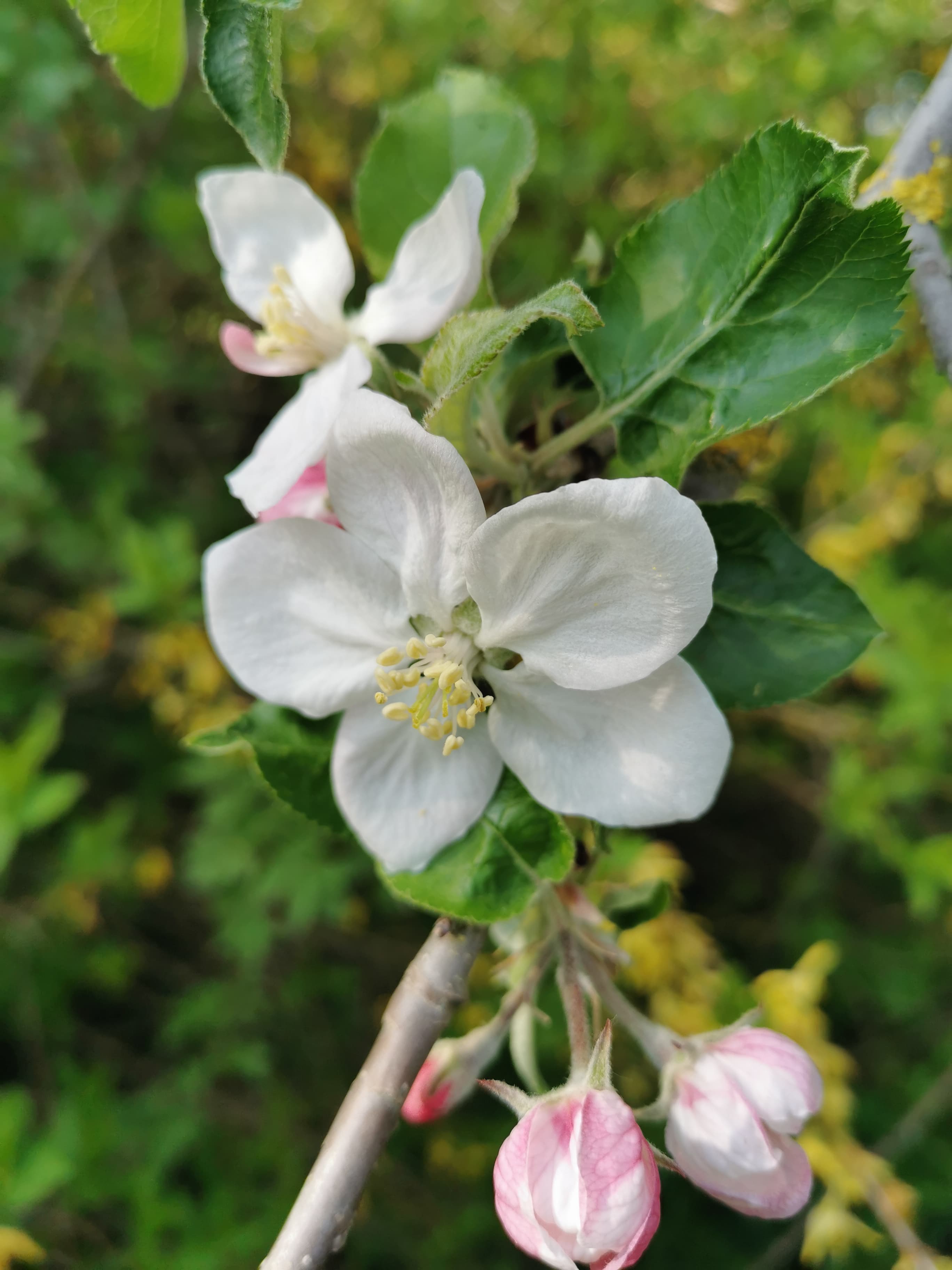 Fleur de pommier commun