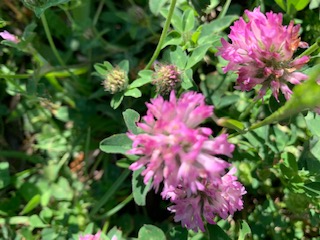 plusieurs fleurs sur une même tige