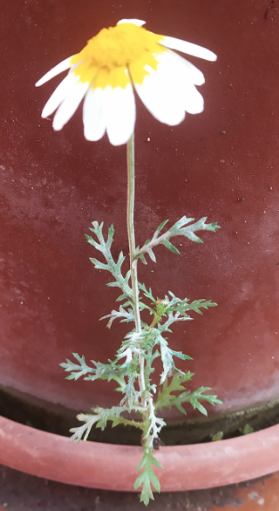 Astéracés dont l'inflorescence est composée de fleurs tubulées au centre et d'une couronne de fleurs ligulées. Cette variété présente des pétales ligulés blancs qui deviennent jaune à proximité du coeur.