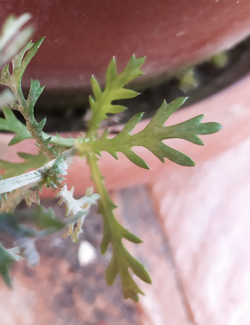 Détail des feuilles assez découpées de cette astéracée