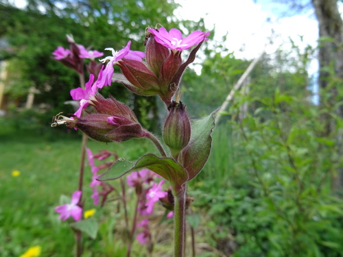 compagnon rouge (silene dioica)