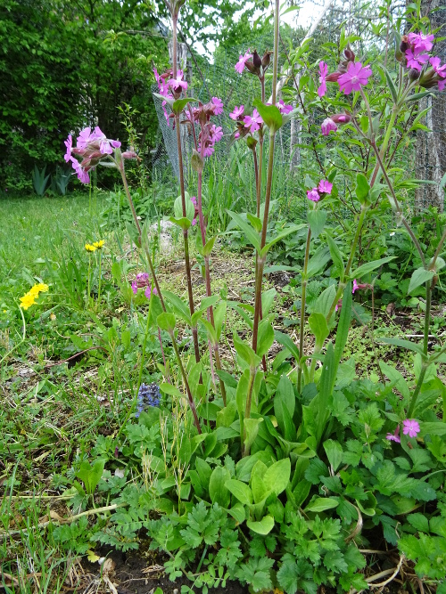 compagnon rouge (silene dioica) ensemble
