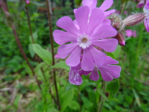 compagnon rouge (silene dioica) fleur