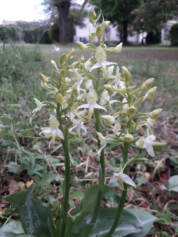 Platanthera fleur