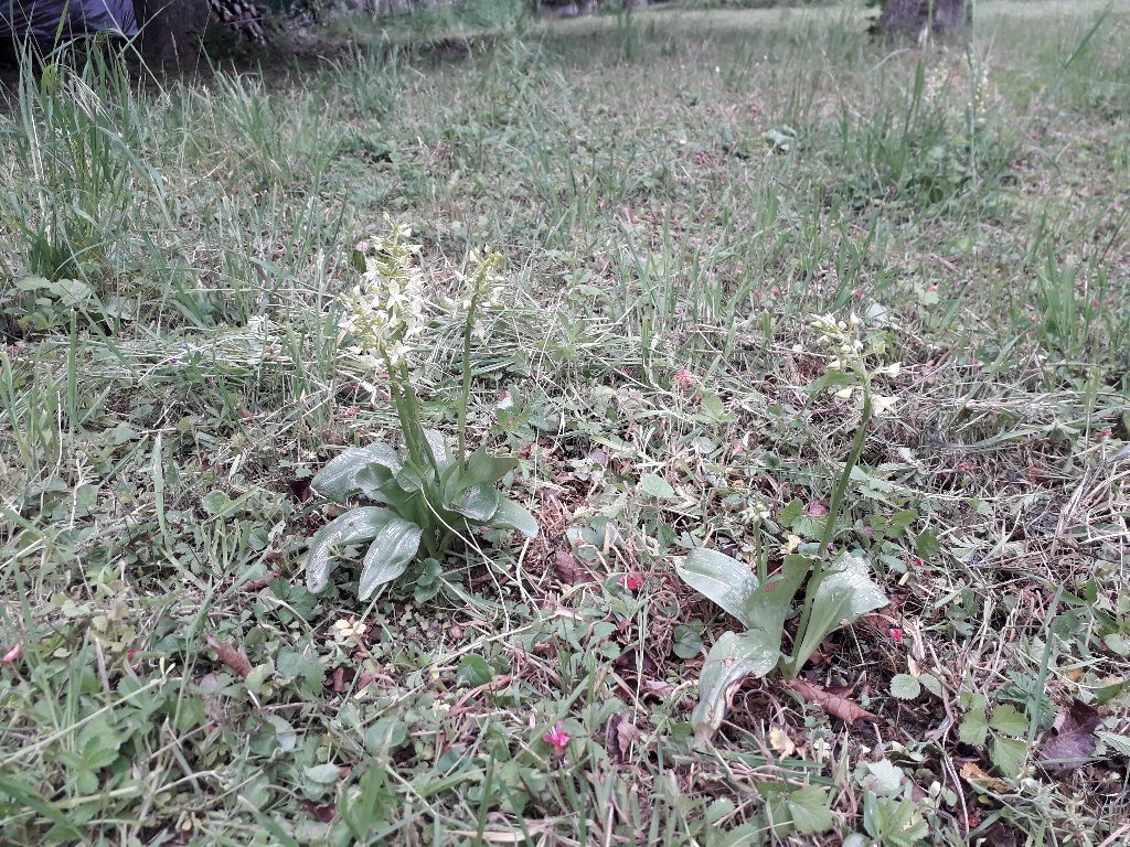Platanthera vue générale