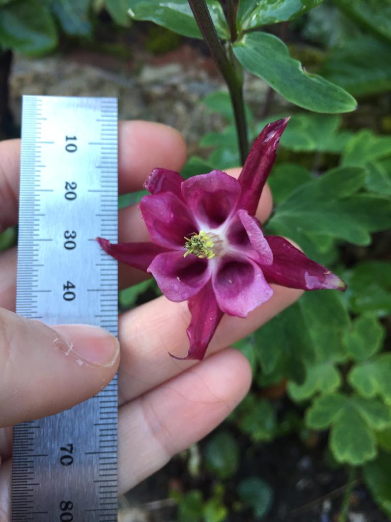 Inflorescence ancolie