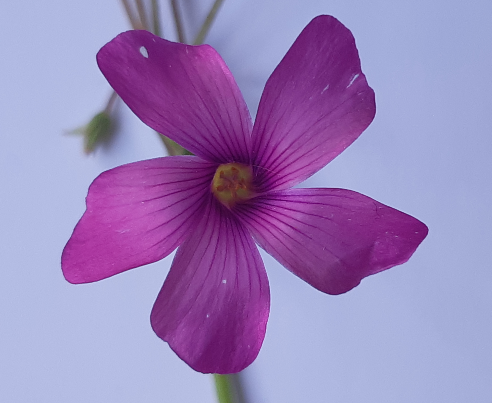 Oxalis fleur