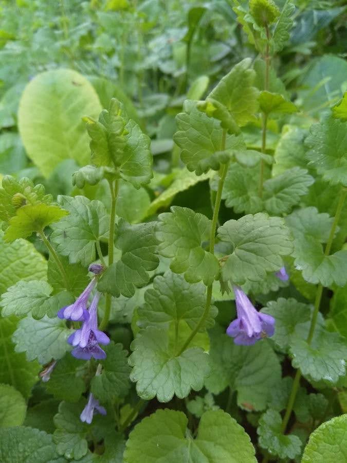 Gléchome LT Entière