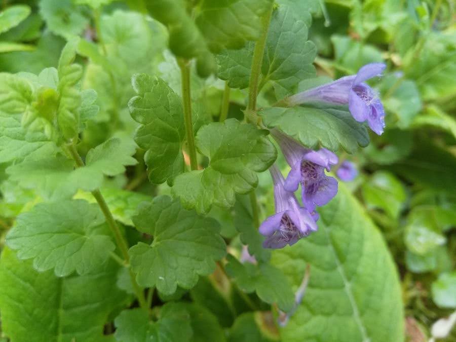 Gléchome LT Entière