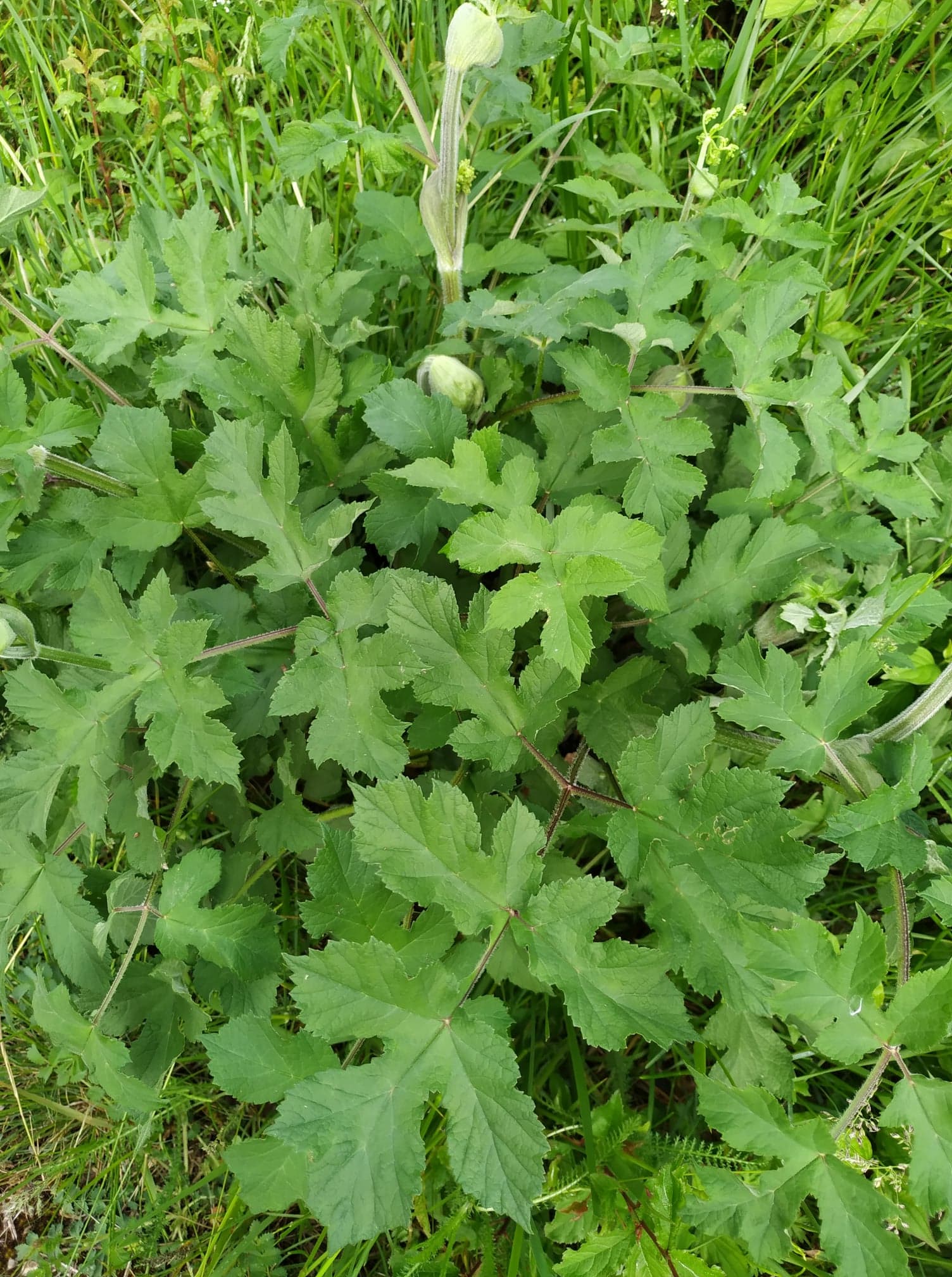 Berce, inflorescence