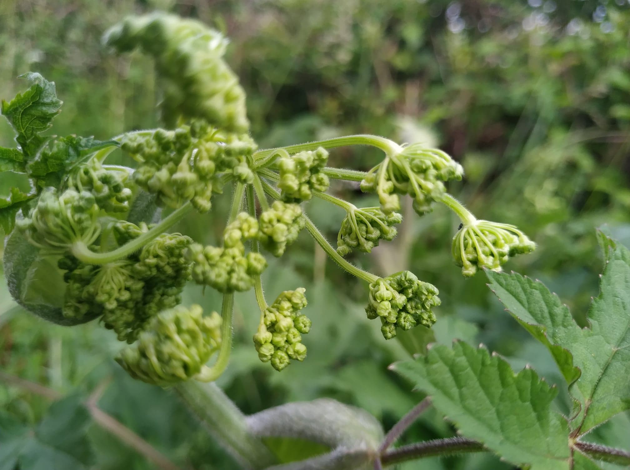 Berce, inflorescence
