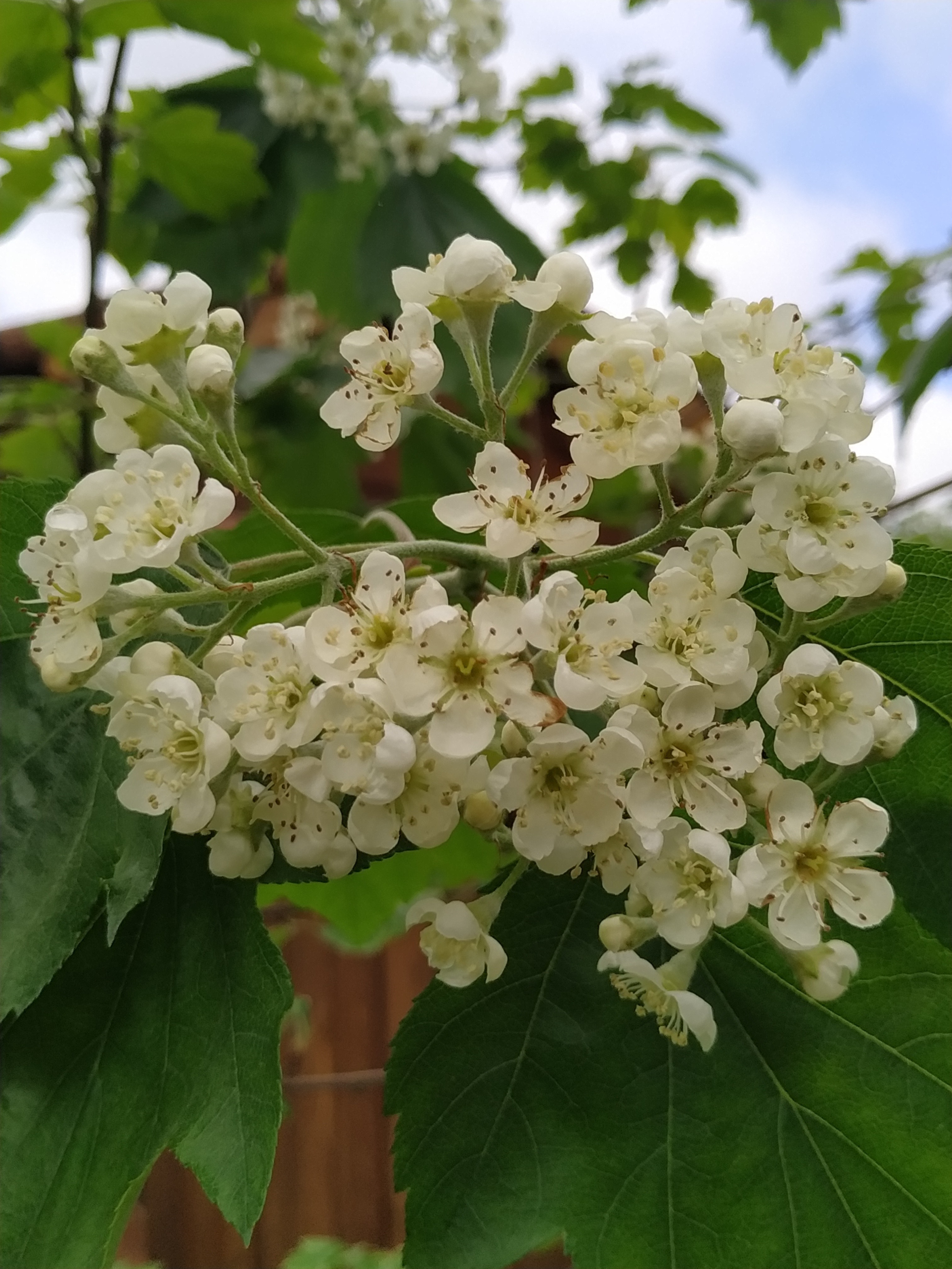 Alisier inflorescence