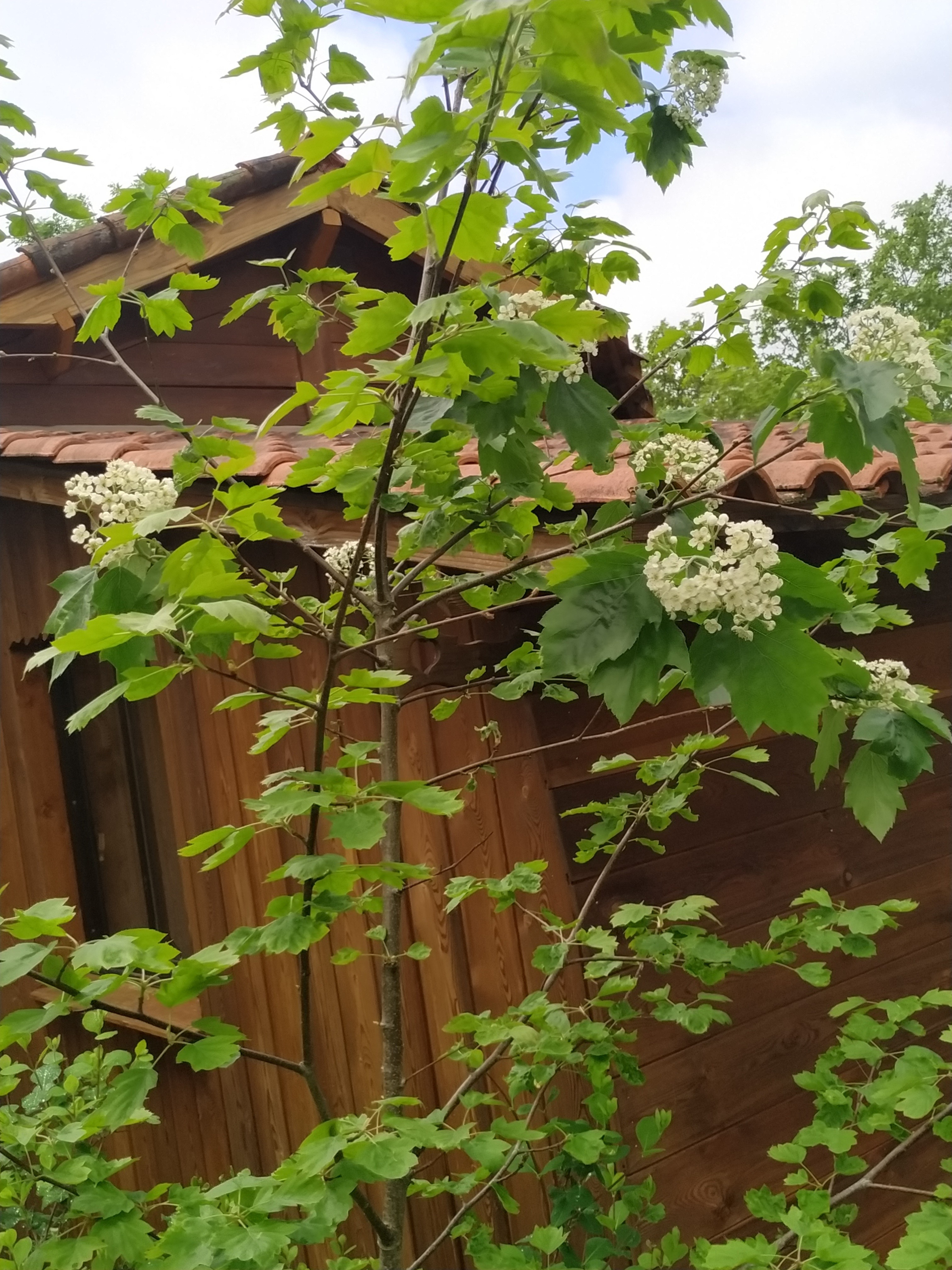 Alisier vue d'ensemble