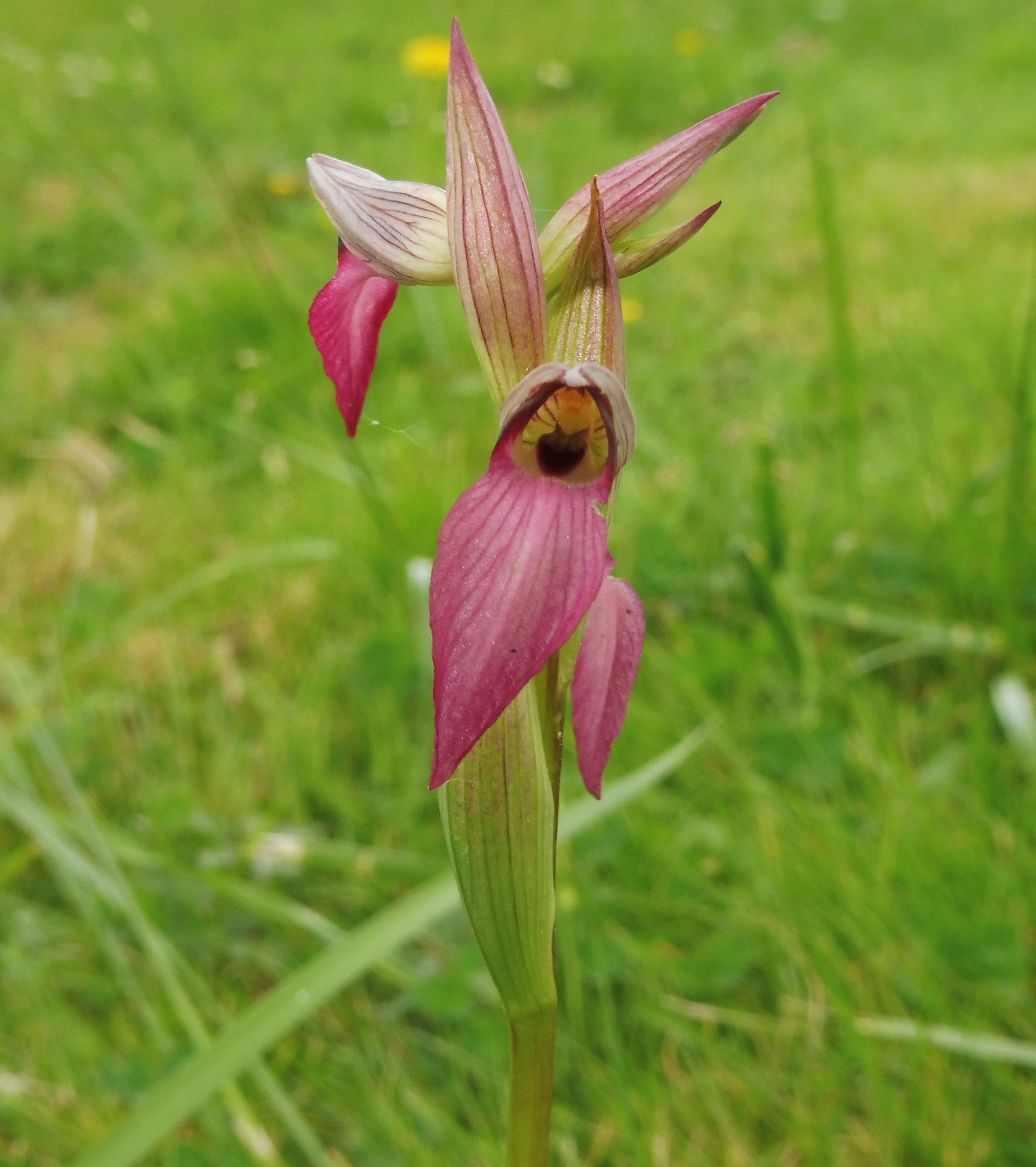 gros plan labelle et fleur rose