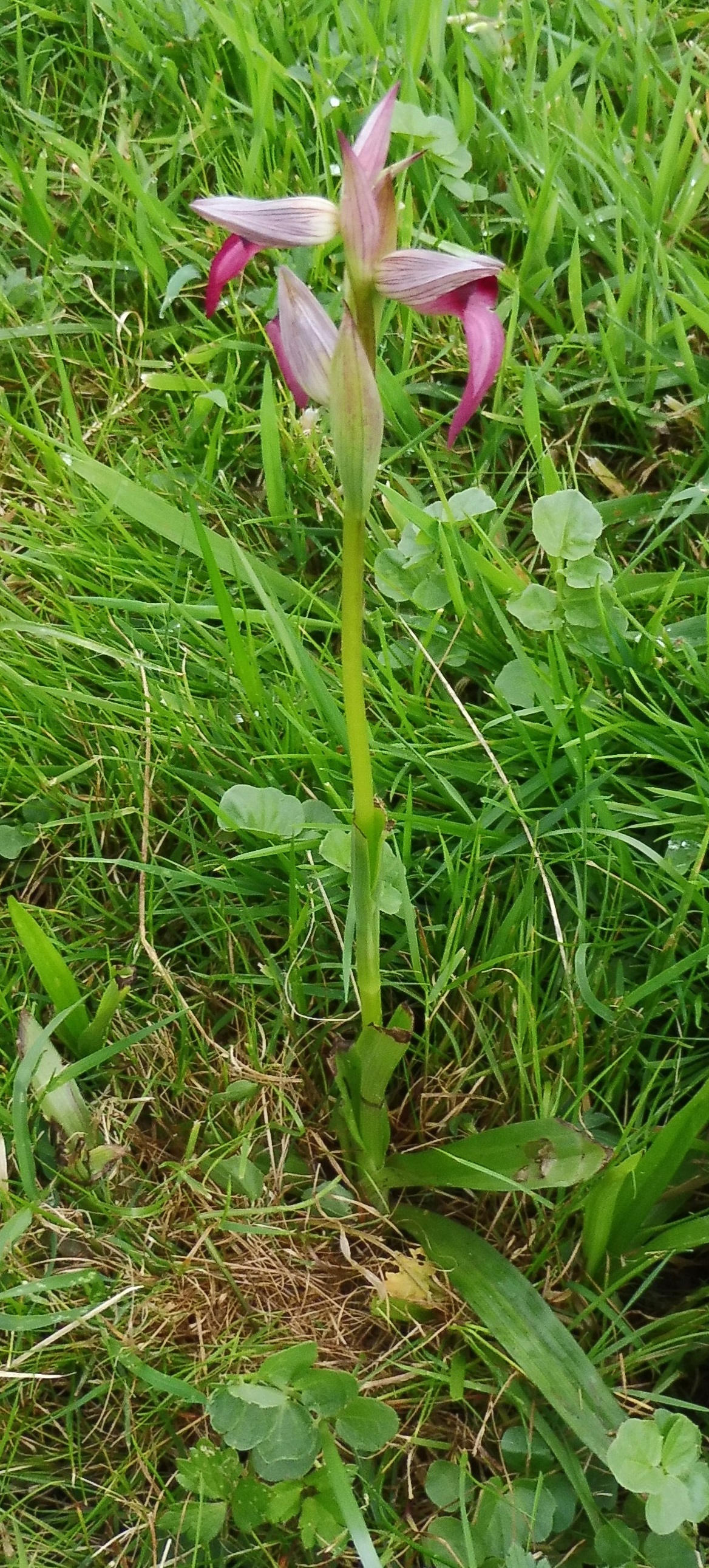 serapias lingua entier