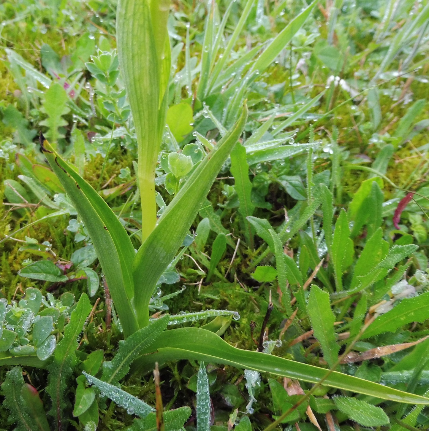 base de la plante:feuilles lancéolées et départ tige