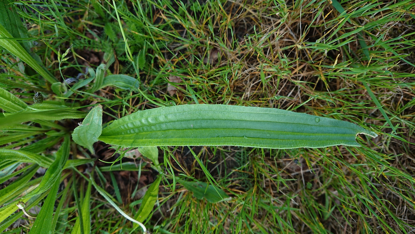 feuille plantain