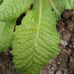 Primula vulgaris - feuille
