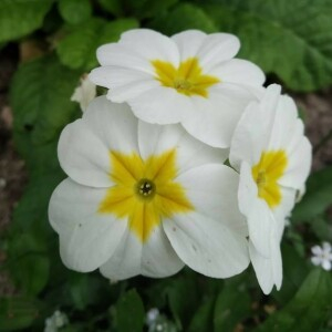 Primula vulgaris - fleur