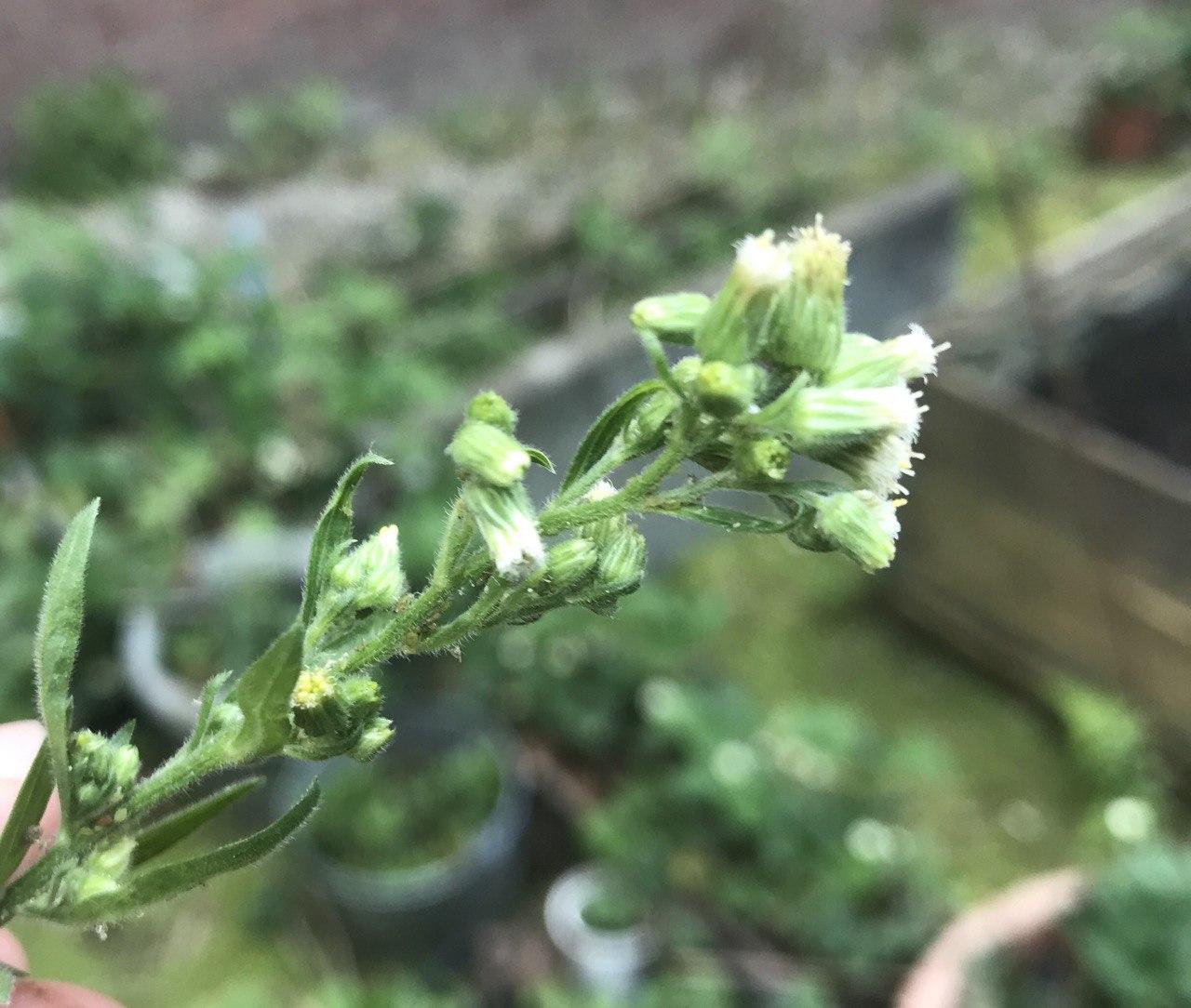 inflorescence Erigeron floribundus - plan oblique