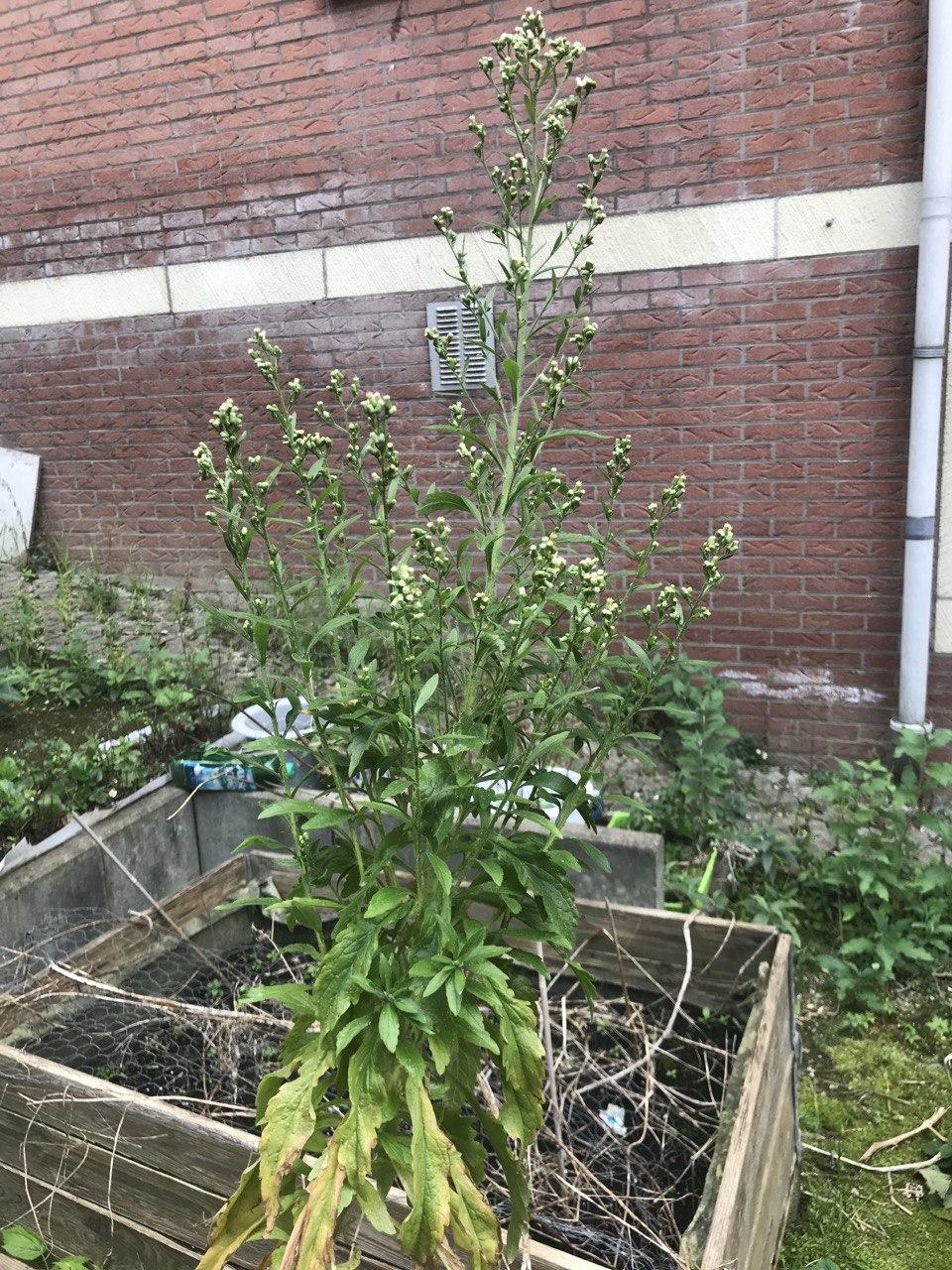 plante entière - Erigeron floribundus