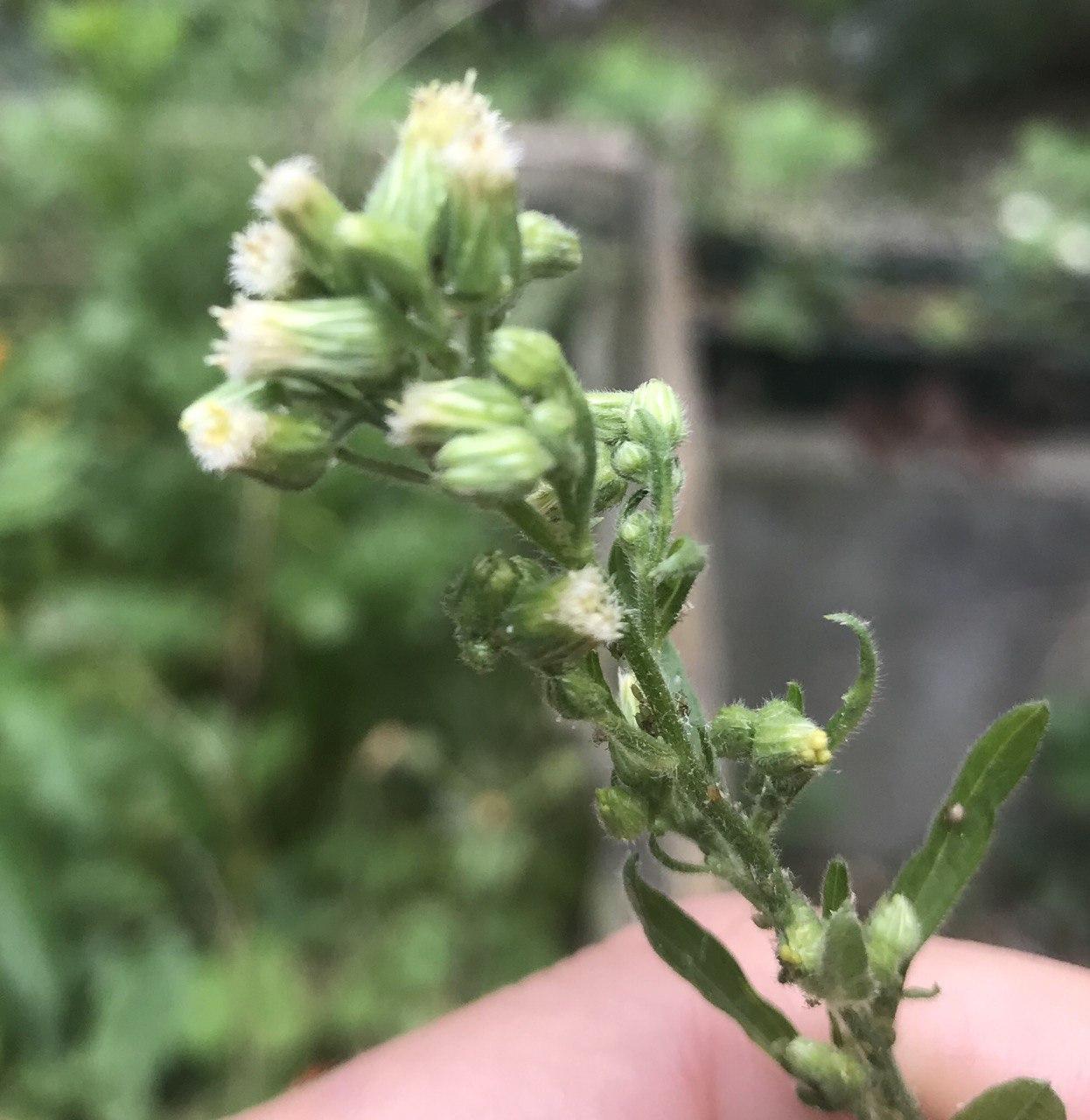 inflorescence Erigeron floribundus