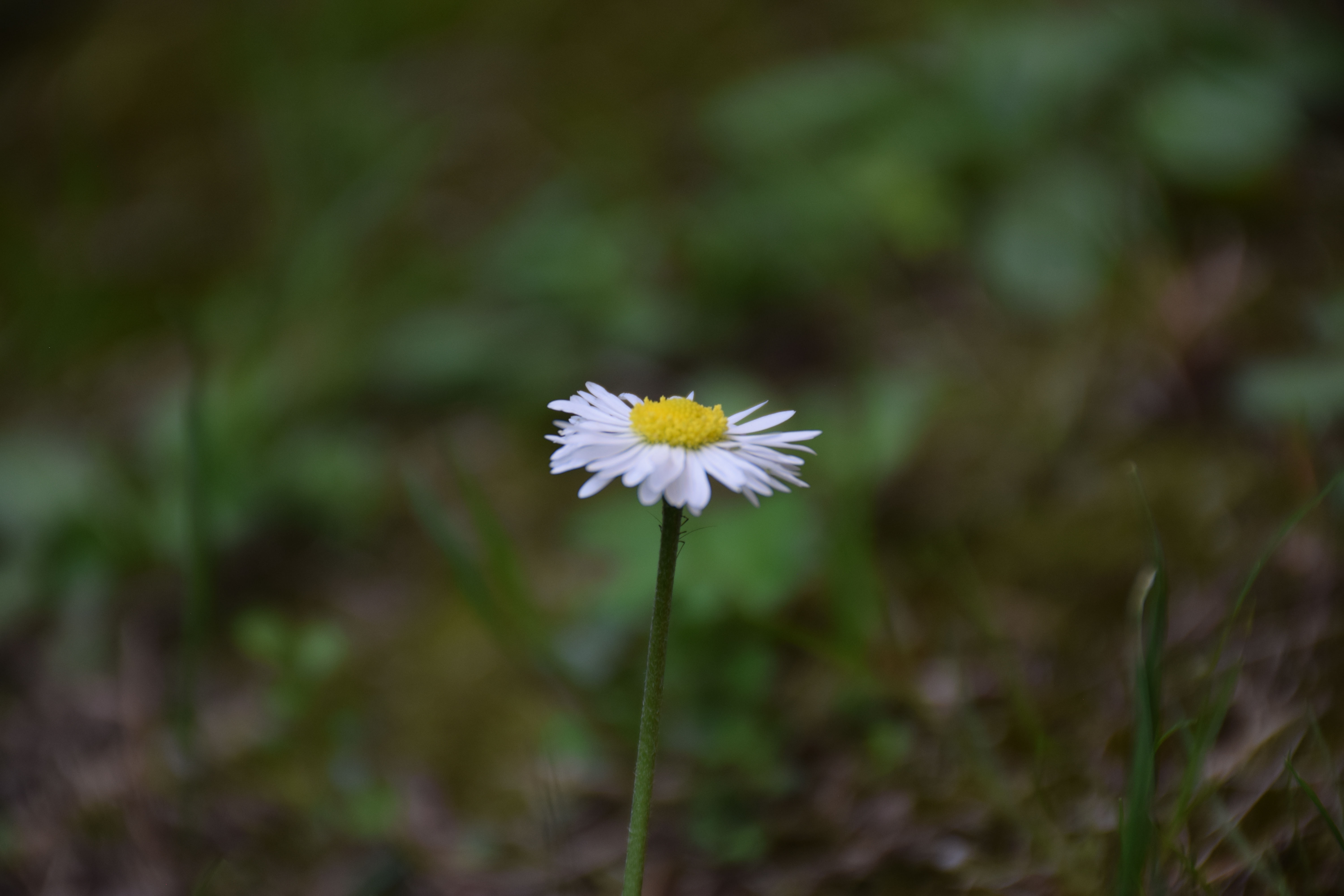 Fleur pâquerette vue de profil