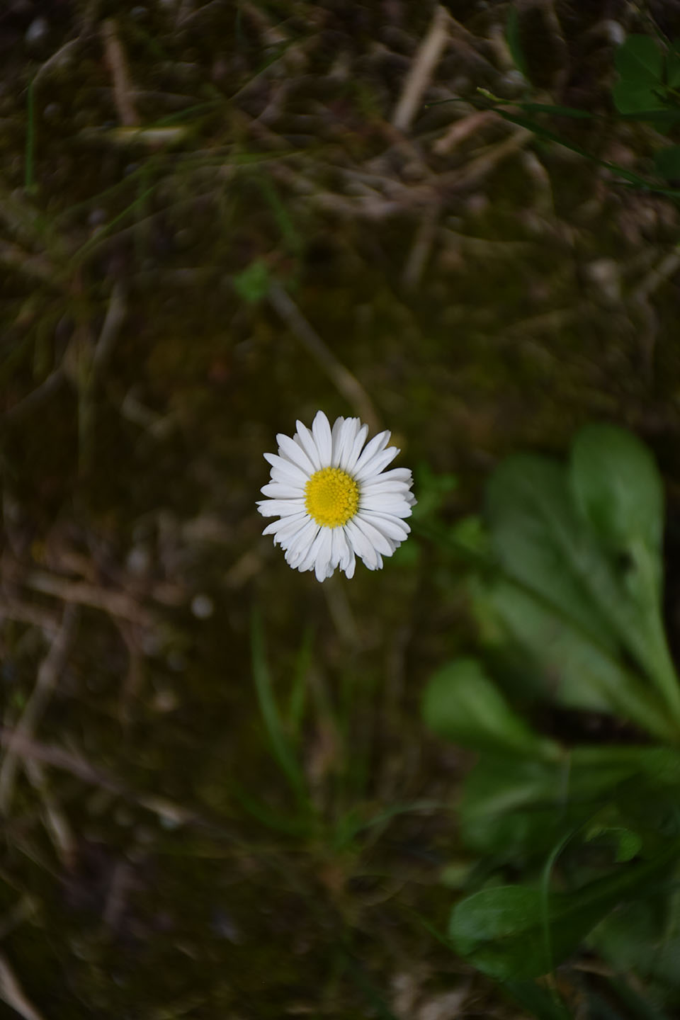 fleur de pâquerette vue de dessus