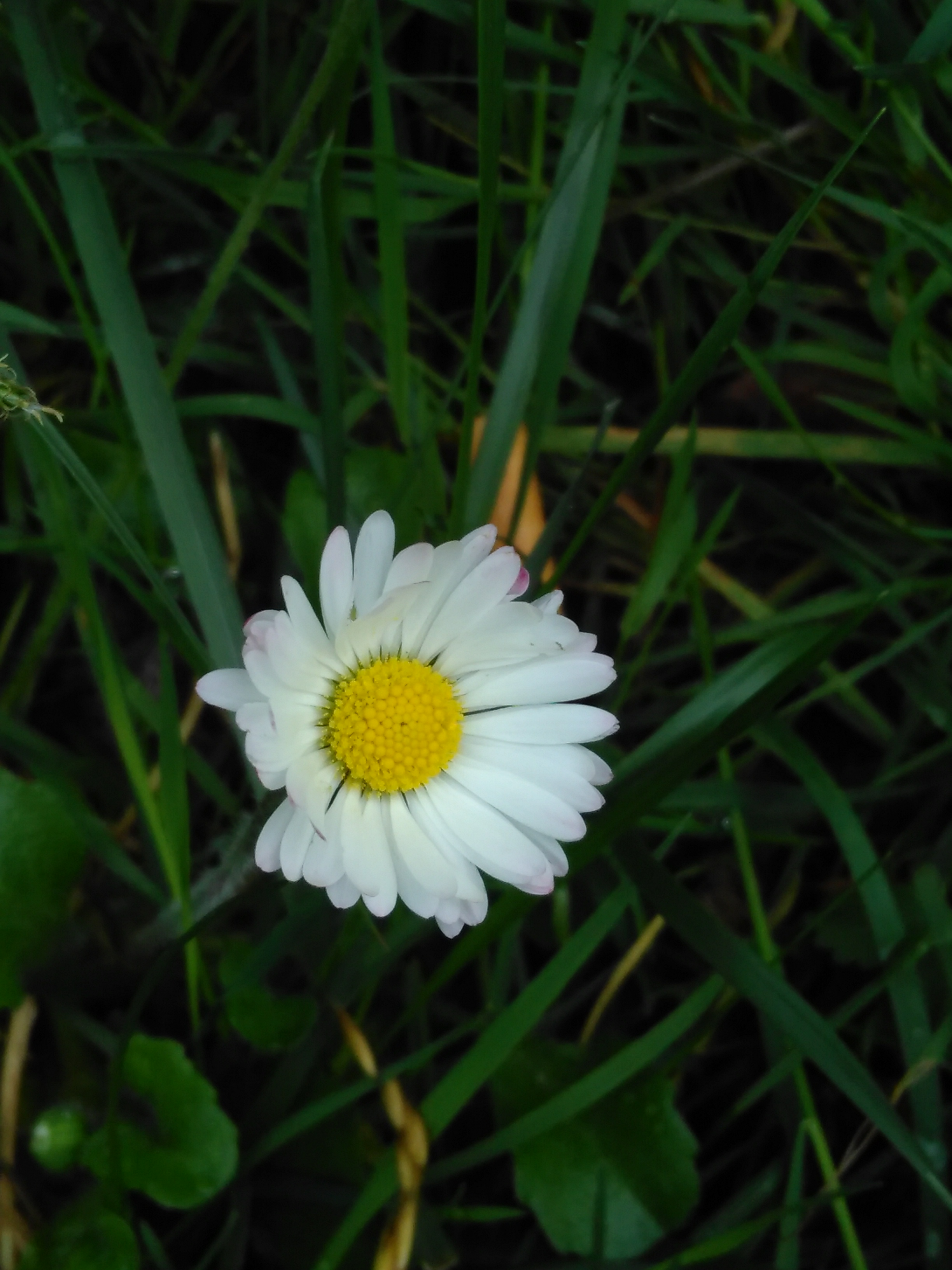 Bellis perennis 2