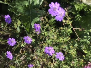 Petite fleur violette