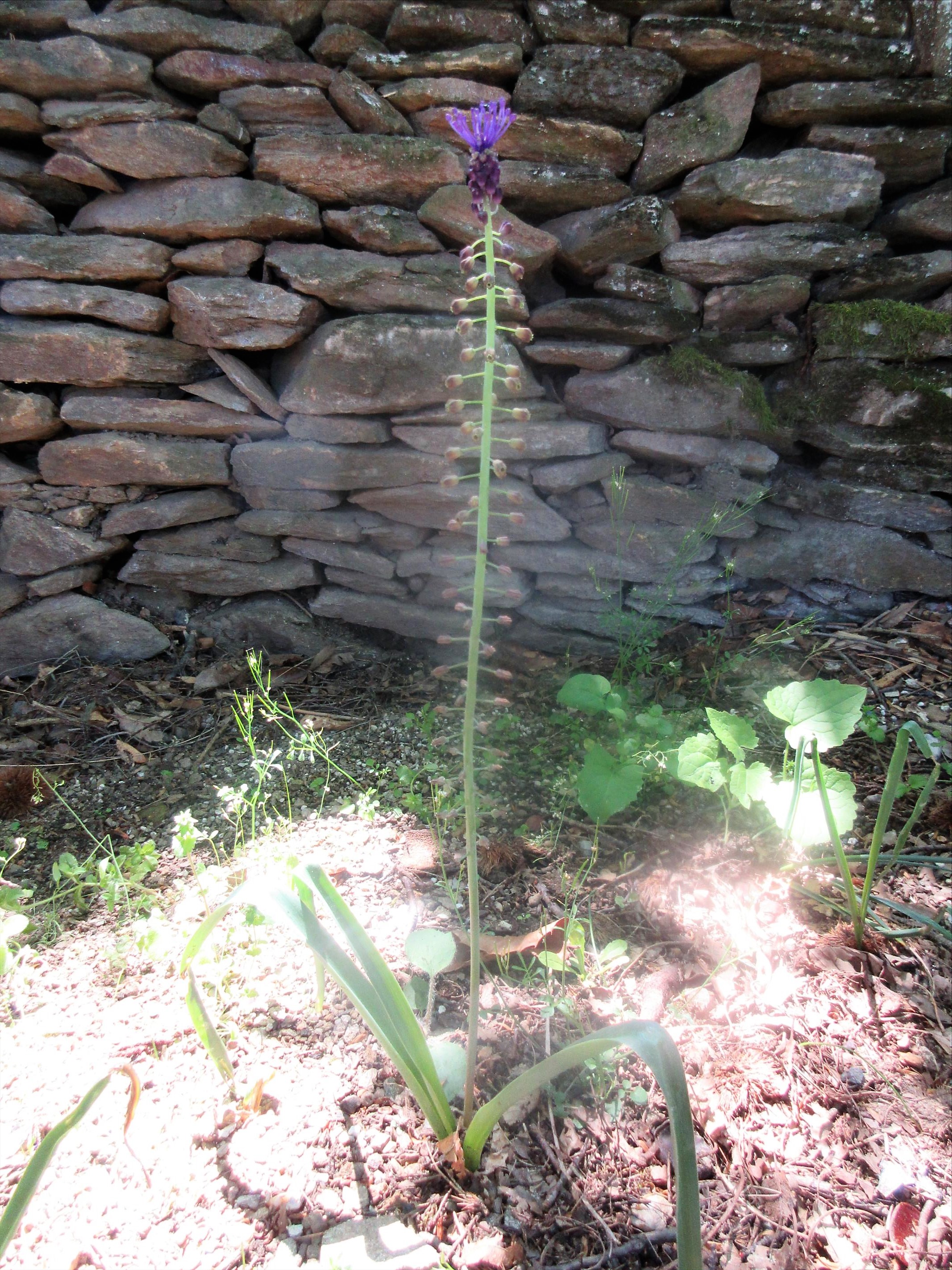 Photos de  Muscari à Toupet  prises par mes soins en ce début de mois de mai.  Il y a en a plein mon jardin, je vis en Cévennes 550 m d'altitude !